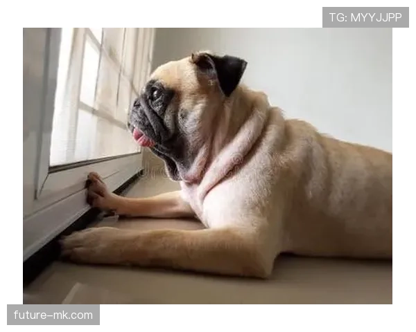 杰拉德·皮克的狗项圈居然比我车还贵